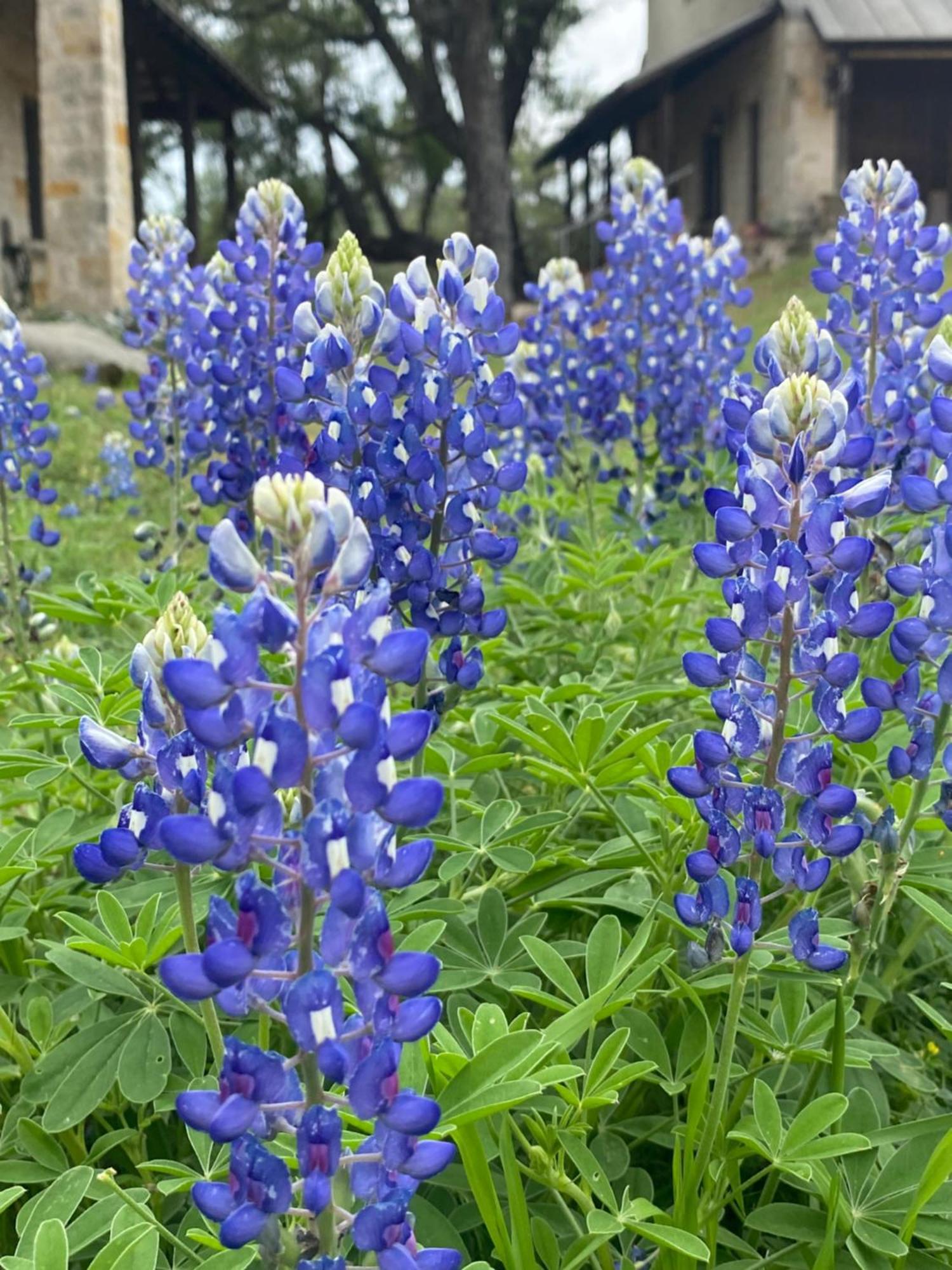 V700 Ranch Stays Marble Falls Kültér fotó